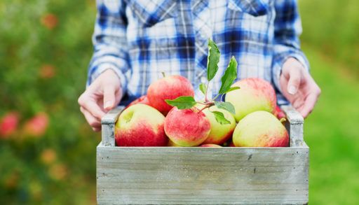Woman picking ripe organic apples in wooden crate in orchard or on farm on a fall day