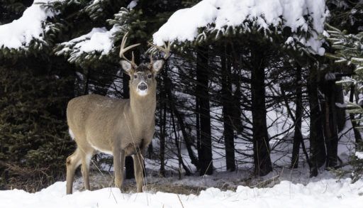 Male deer standing in front of snow-covered trees