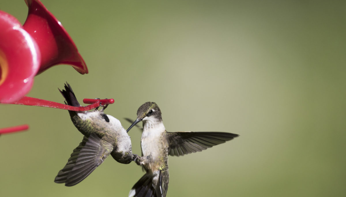 Hummingbirds fighting for food
