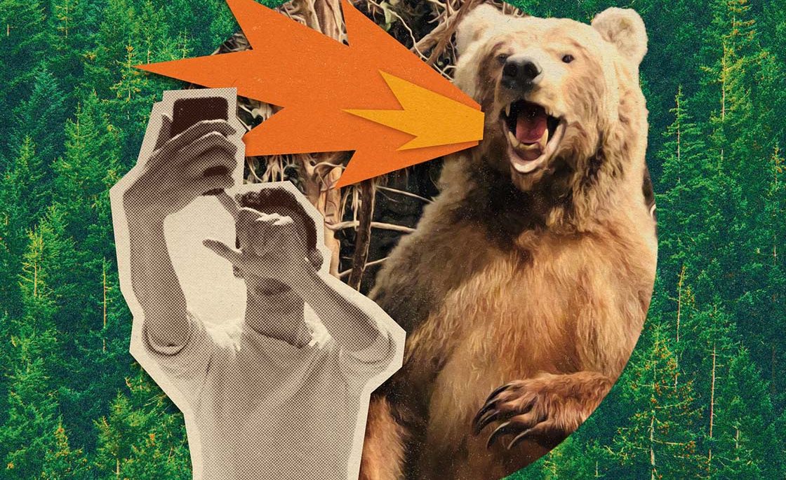 photo collage of a bear roaring while a man stands in front of him and takes a picture, wildlife photography