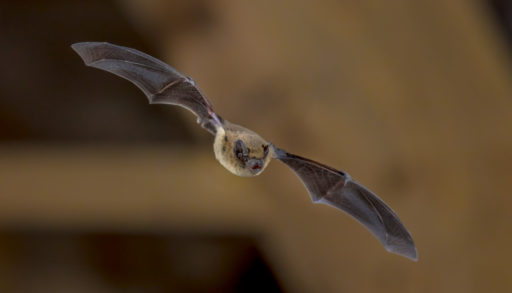 flying brown bat