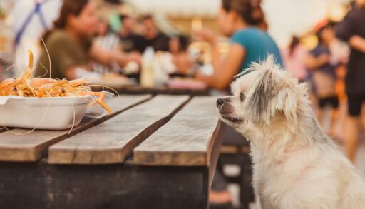 Dog on picnic table staring at food