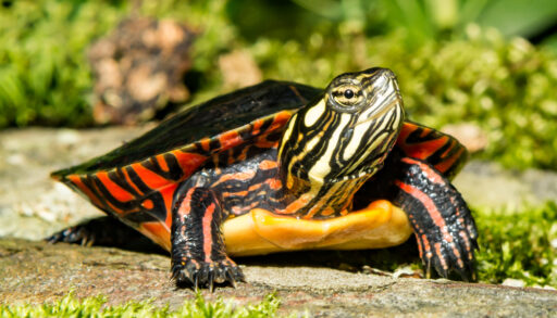 Close up of an Eastern painted turtle