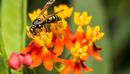 A wasp perched on a flower