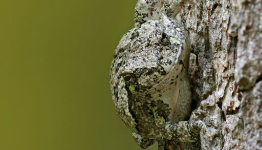 A gray treefrog against tree bark