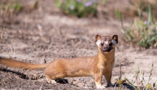 A long-tailed weasel in a field