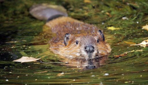 Close up of a beaver in the water