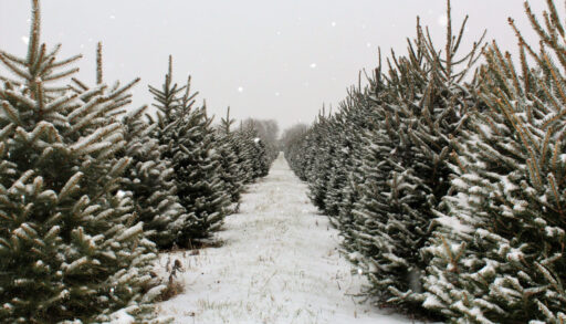 A snowy christmas tree farm