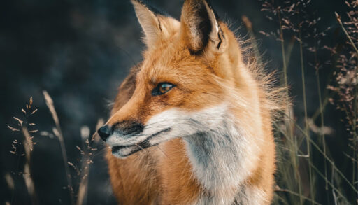 Fox with a wounded jaw against a black background