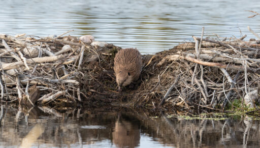 beaver on its dam