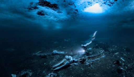 the skeleton of a Minke whale rests on the ocean floor, bathed in blue light just below the icy surface
