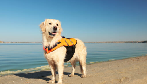 Golden retriever wearing a lifejacket on a beach near a lake