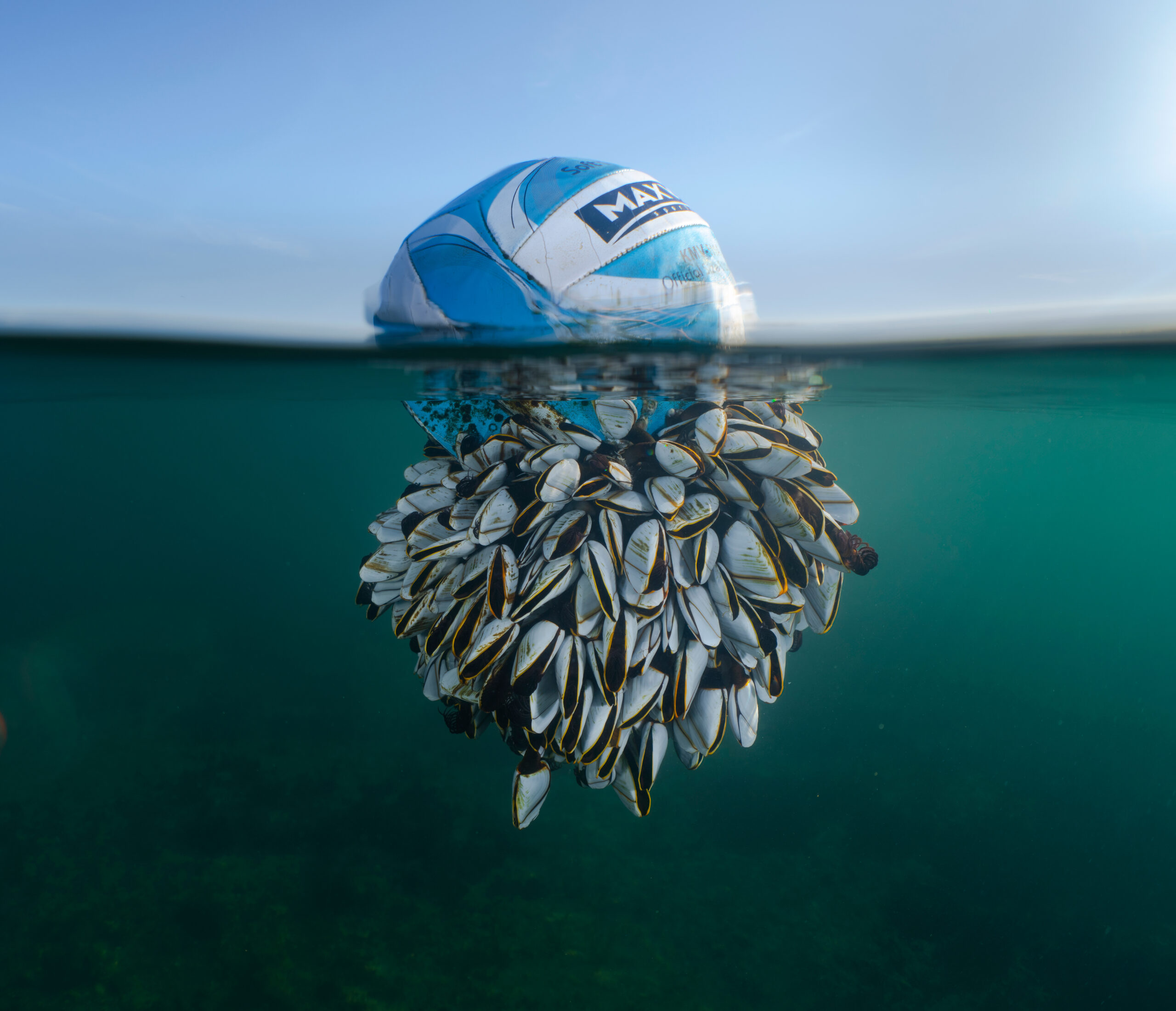 blue and white soccer ball floating on the water with a large mass of goose barnacles attached to the bottom half under water