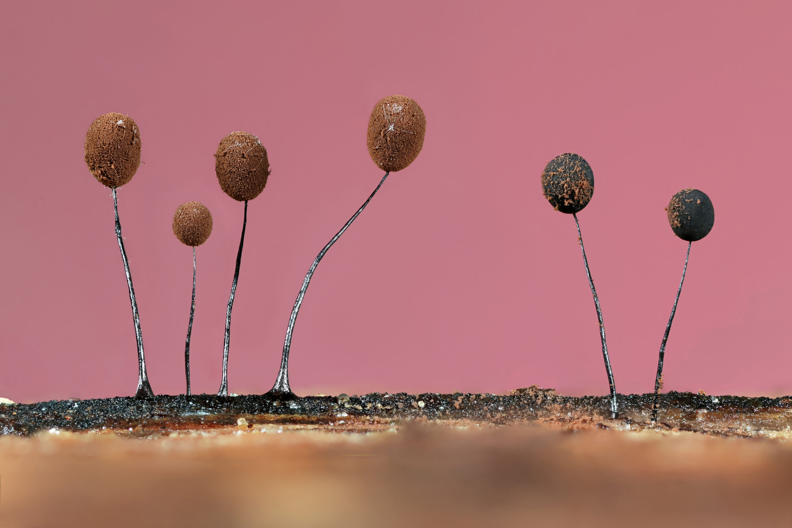 four slime mould heads poke upwards, resembling tulips, against a pink background