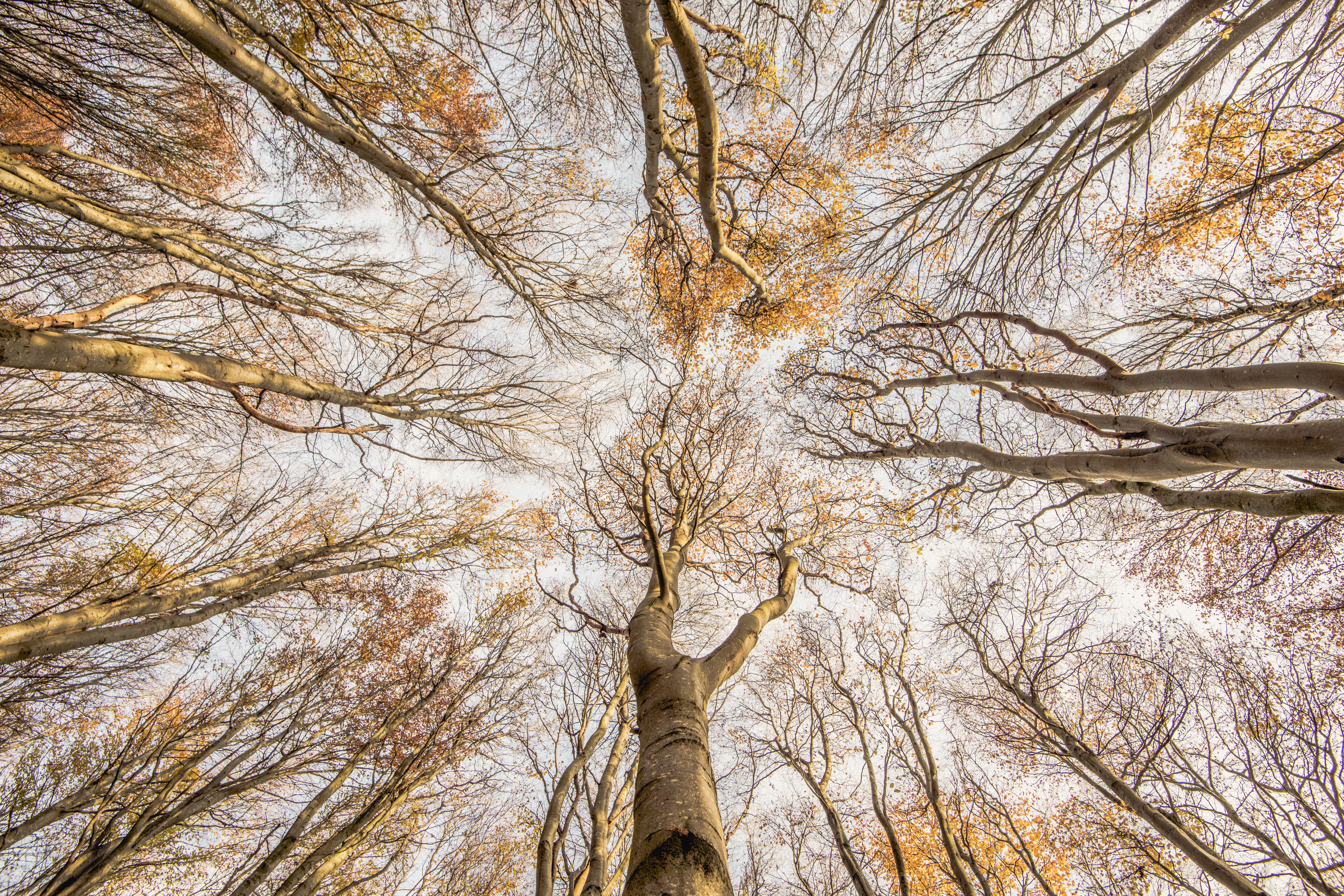 a canopy of mostly leafless trees are pictured from below