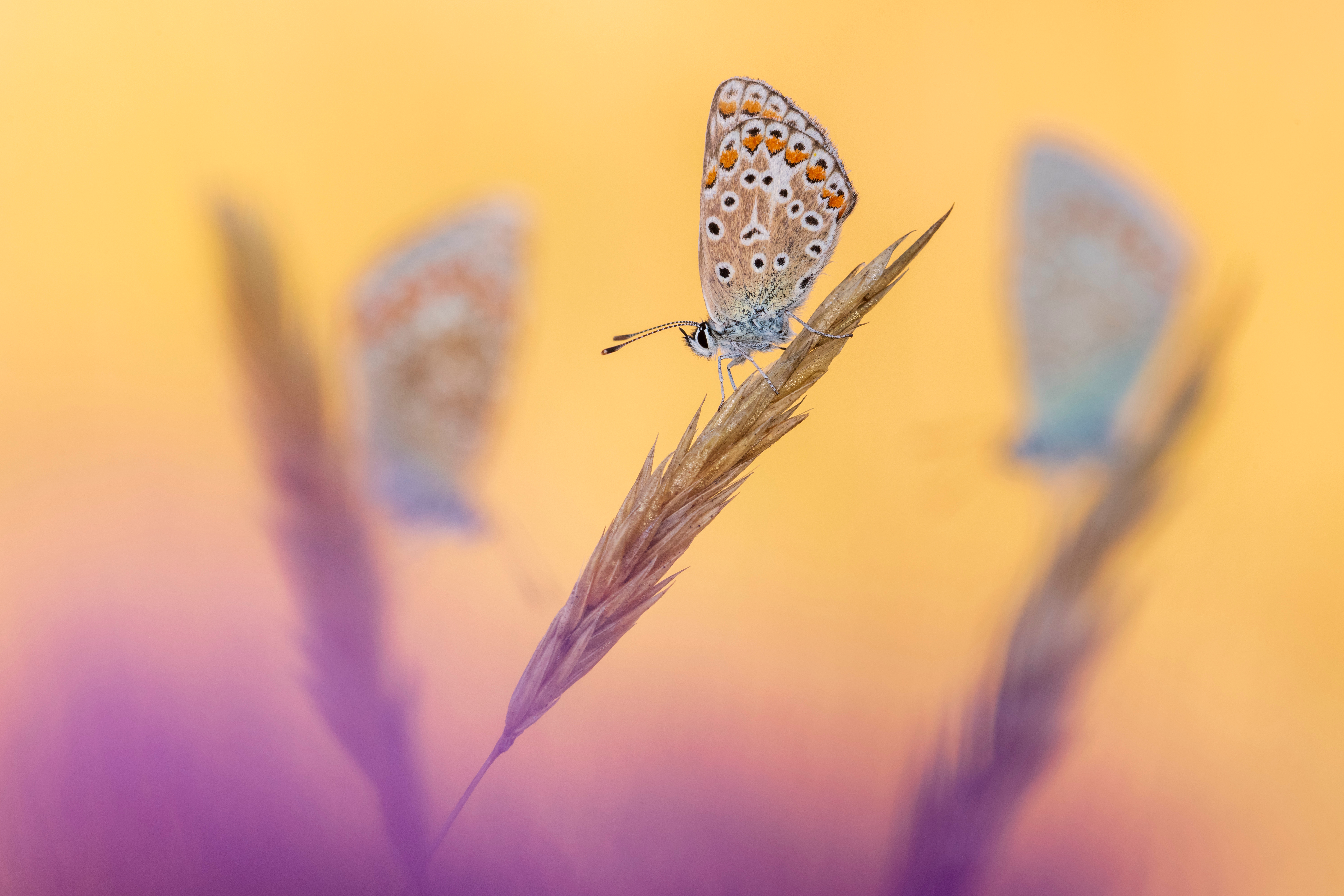 three butterflies perch on three sprigs of wheat. the centre butterfly is the one in focus against a yellow and purple hazy background