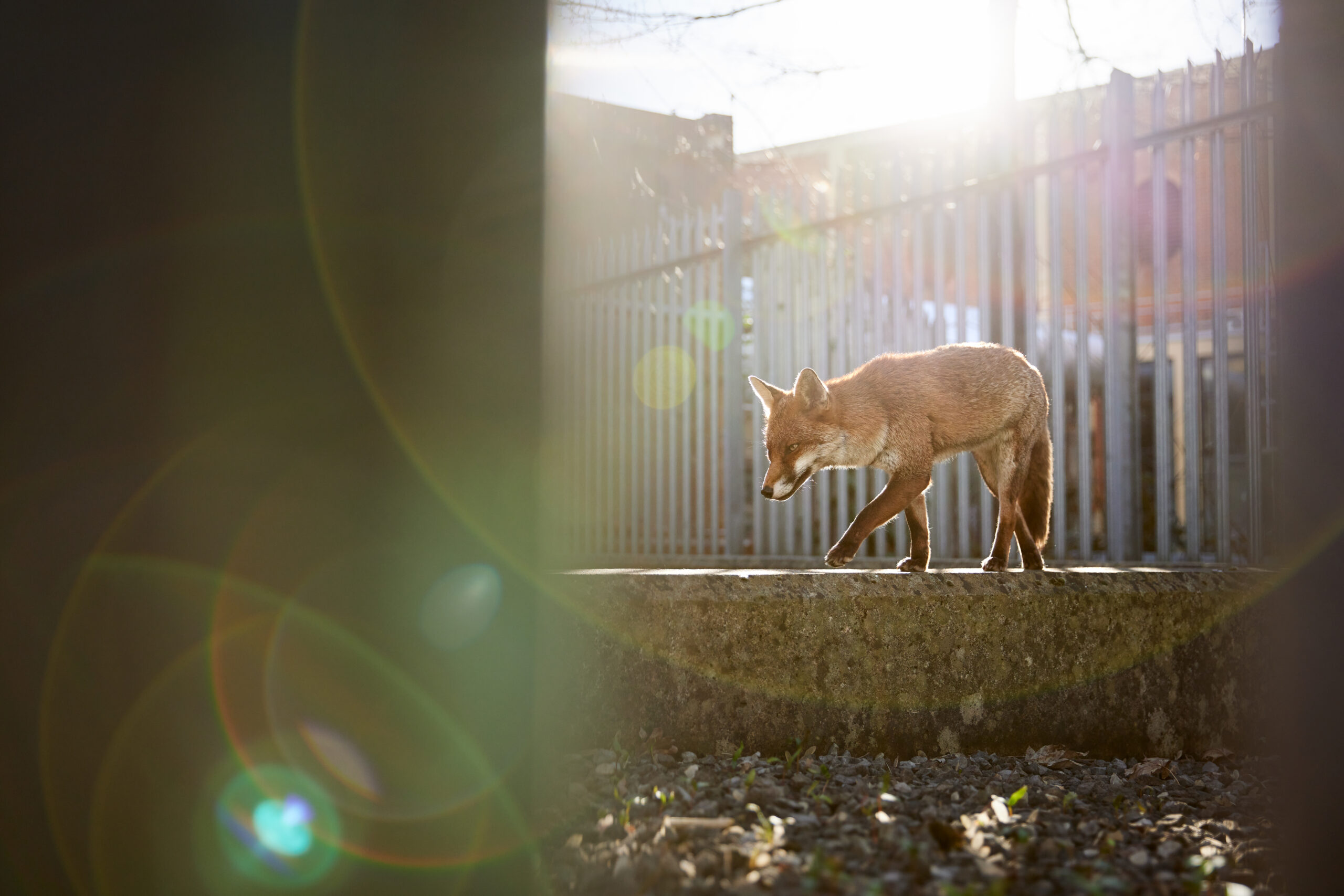 a fox walks along a low cement wall backdropped by a metal fence in the late afternoon light. It is unaware of the photographer