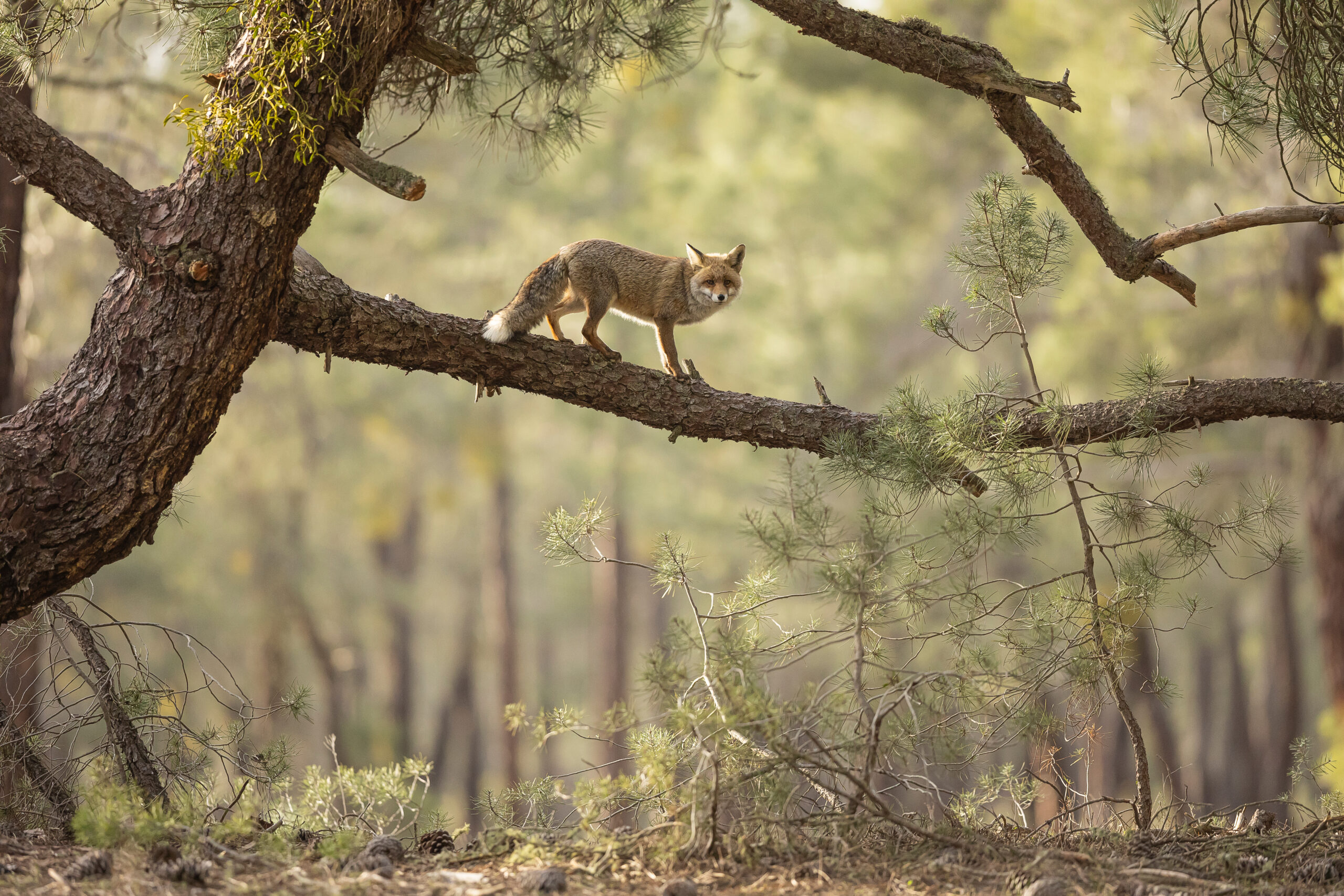 a red fox stands on a low hanging tree branch in the forest