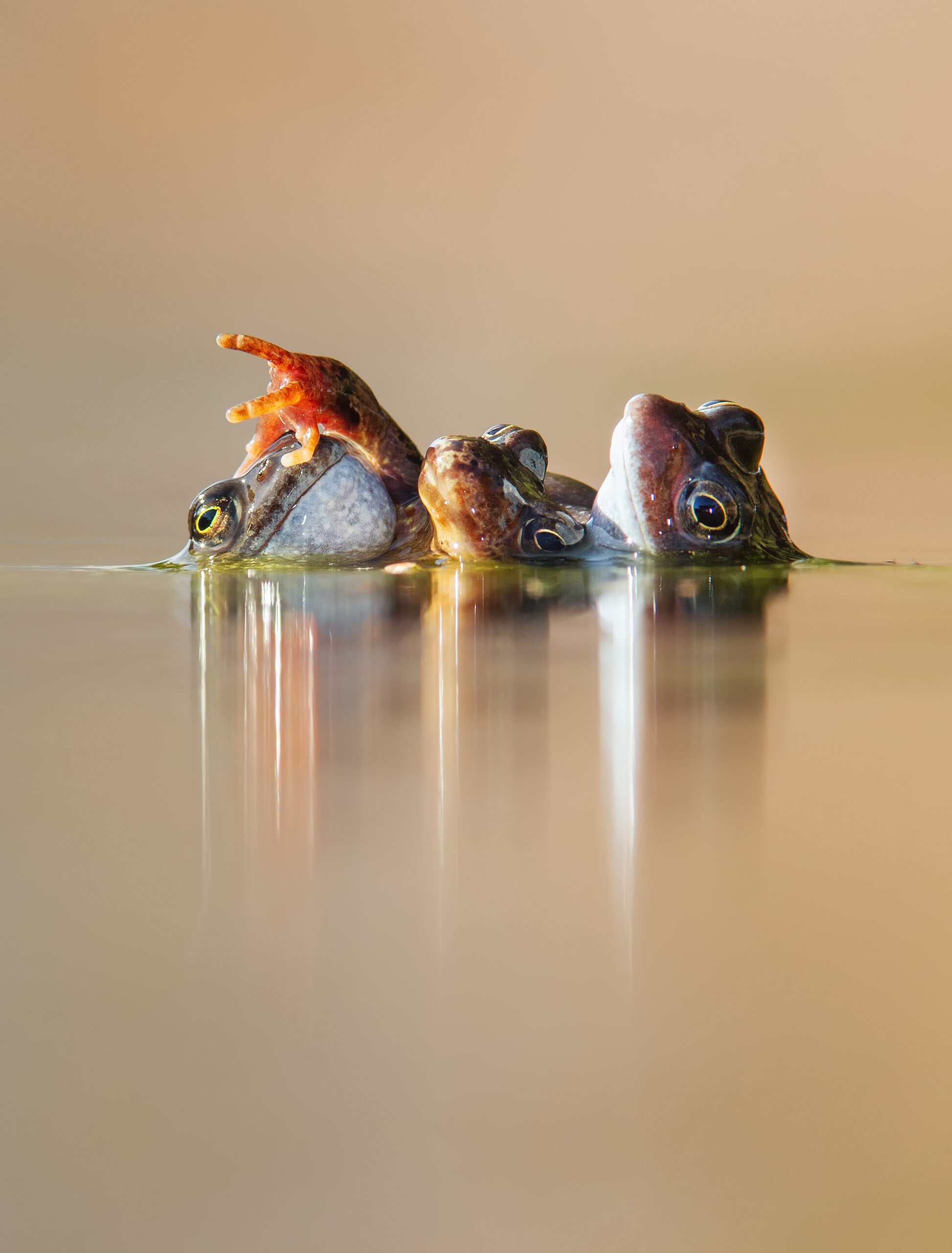 three frogs sit close together in the water with their head and shoulders poking out above the surface