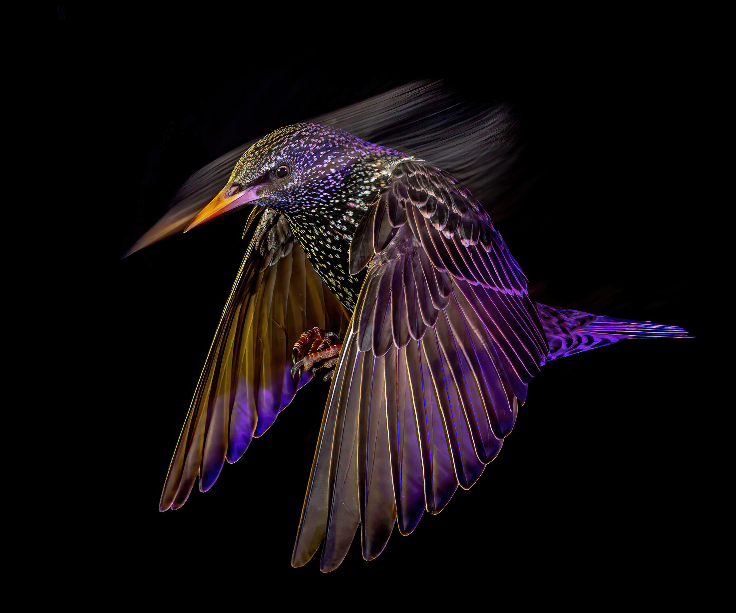 a bird with a purple ish hue is mid flight with its wings forward. the background is a deep black