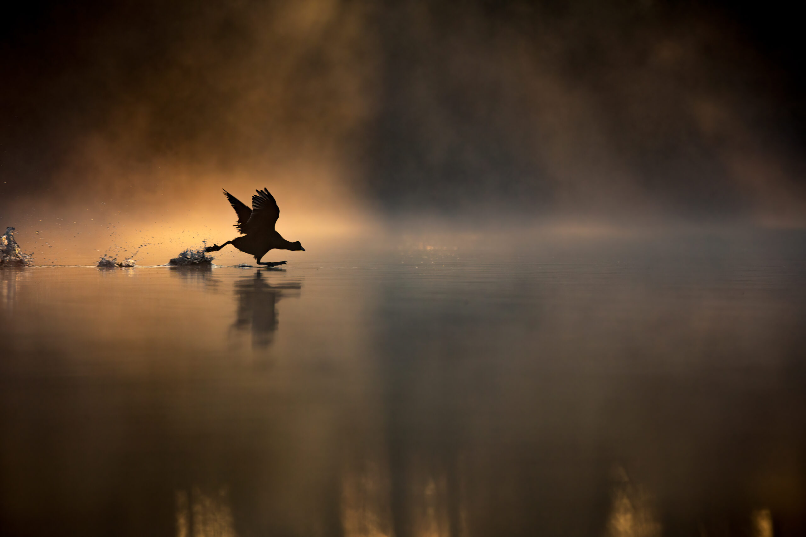a bird is mid-flight skimming the surface of a misty pond coloured a deep orange at sunrise