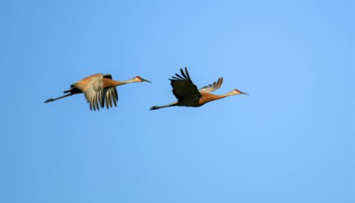two eastern sandhill cranes flying