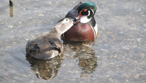 A pair of grooming wood ducks in the shallows of a pond, photographed on Global Big Day of Birding