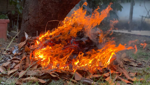A pile of leaves burning in open-air on a property near a tree